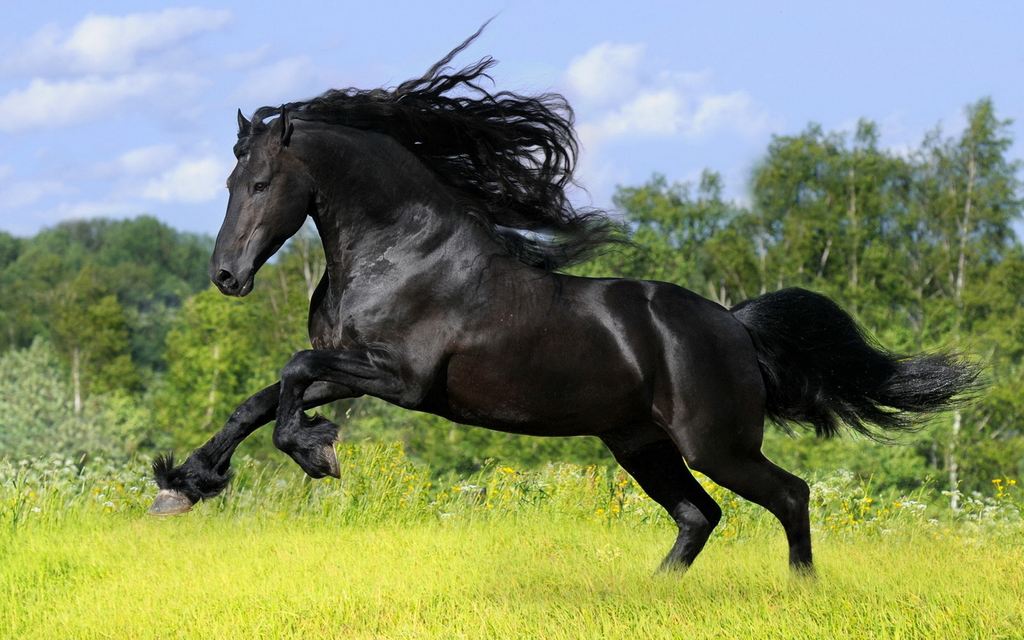 “Только благодаря лошадям люди научились летать!”
