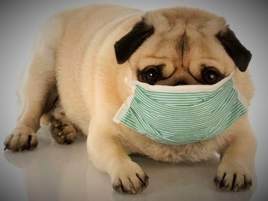 “Вольерный кашель”: как уберечь собаку от заражения