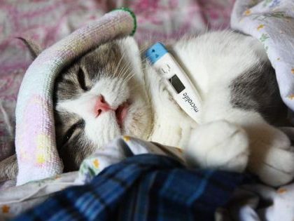 Гипотермия у котов: причины и последствия нарушения теплообмена в организме