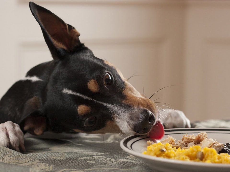 Выпрашивание пищи как привычка: вина собаки или владельцев?