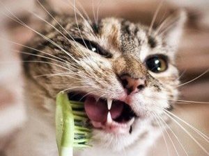 Коли коту потрібен ветеринарний стоматолог?