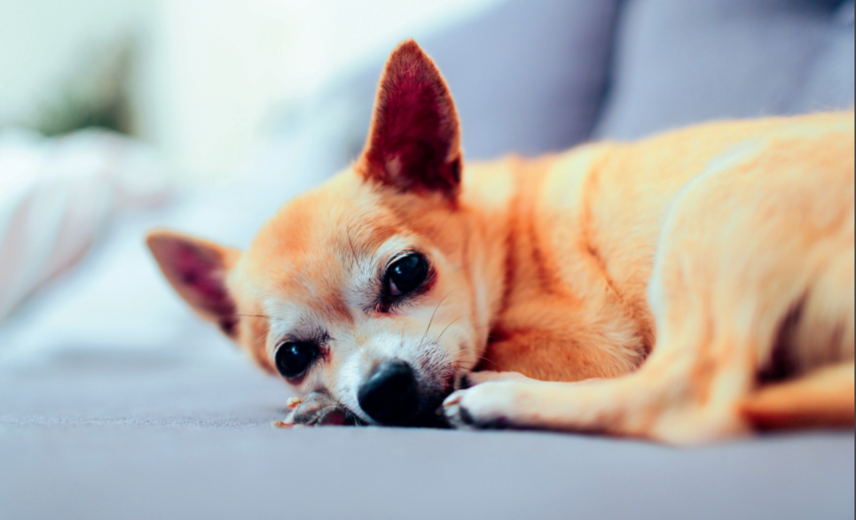 Як тривалість стресу впливає на здоров'я собаки?