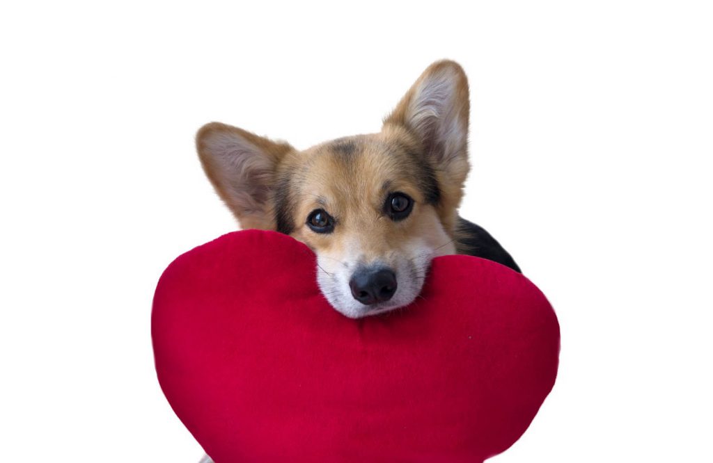Это изображение имеет пустой атрибут alt; его имя файла - lovely-loving-dog-with-a-red-heart-on-a-white-background-picture-id898894780-1024x666.jpg