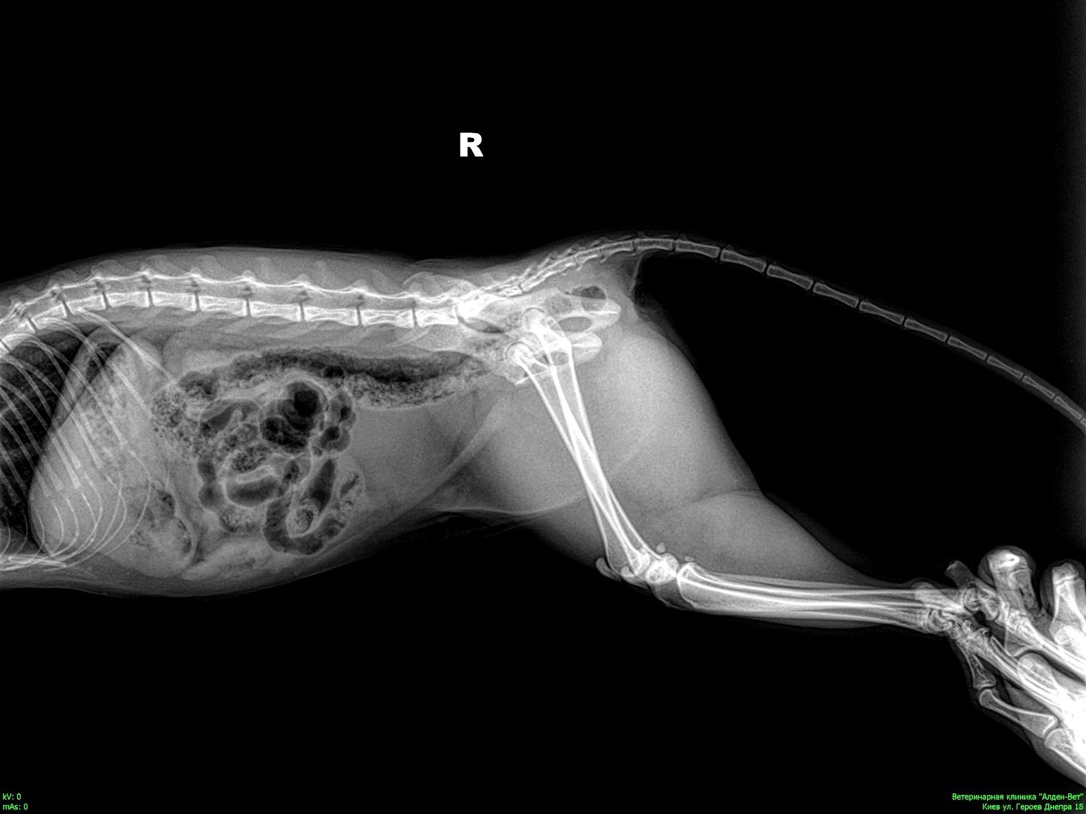 Завершилось оновлення рентгенографічного обладнання у ветеринарному діагностичному центрі на вул. Героїв Дніпра, 18