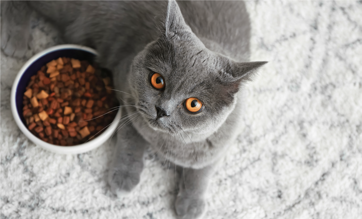 Харчова алергія котів: діагностика і лікування